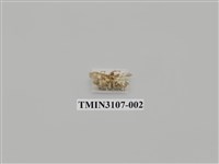 藏品(螟蛾183)的圖片